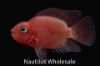 Picture of CICHLID: PARROT BLOOD SM