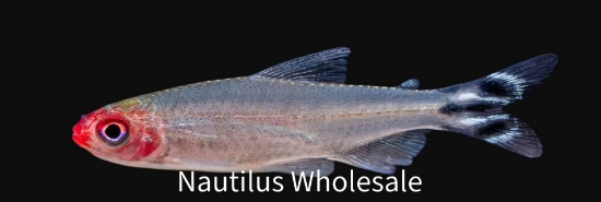 Picture of TETRA: RUMMYNOSE - TANK RAISED