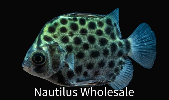 Picture of MISC: SCAT GREEN