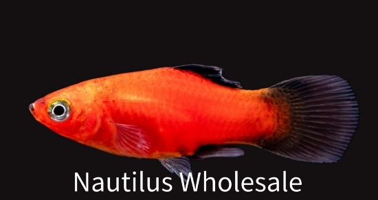 Picture of PLATY: RED WAG