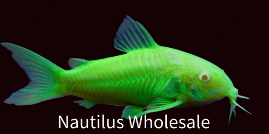 Picture of GLOFISH® CORY ELECTRIC GREEN® (NO HI)