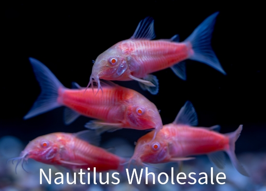 Picture of GLOFISH® CORY MOONRISE PINK® (NO HI)
