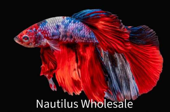 Picture of BETTA: KOI HALFMOON MALE
