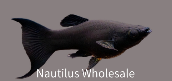 Picture of MOLLY: SPHENOPS BLACK L/T  FW