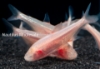 Picture of TETRA: BLIND CAVE IMPORT (NO CA ,MS)