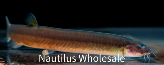 Picture of LOACH: KUHLI BLACK