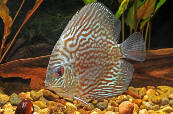Picture of DISCUS: GREEN LG (WILD CAUGHT) *SPECIAL - ONLY TWO FISH IN STOCK*