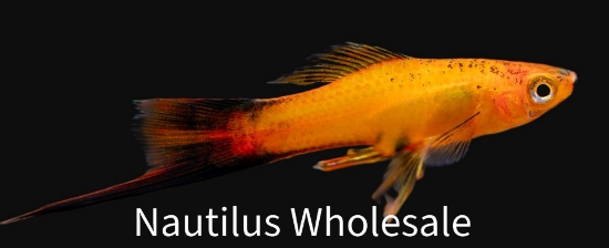 Picture of SWORD: MARIGOLD WAG