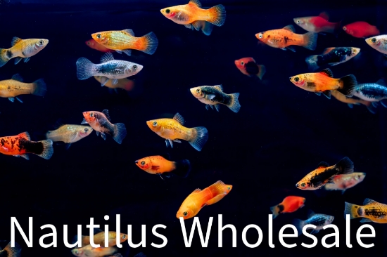 Picture of VARIATUS: ASSORTED