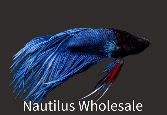 Picture of BETTA: CROWN TAIL MALE