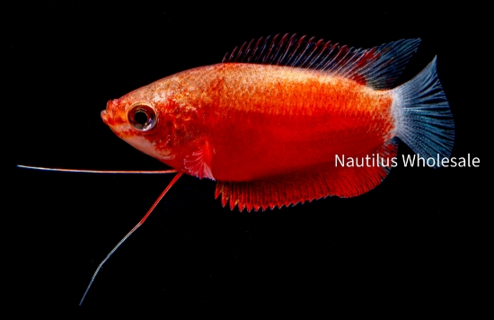 Picture of GOURAMI: RED HONEY