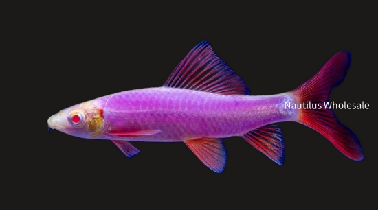 Picture of GLOFISH® SHARK GALACTIC PURPLE®