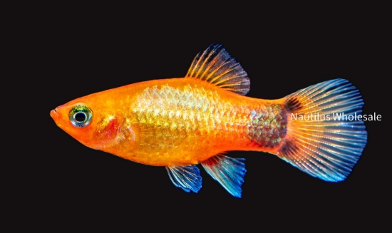Picture of PLATY: M/M SUNSET