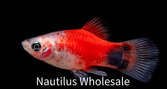 Picture of PLATY: M/M CANDY CANE 