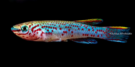 Picture of KILLIE: FP GARDNERI