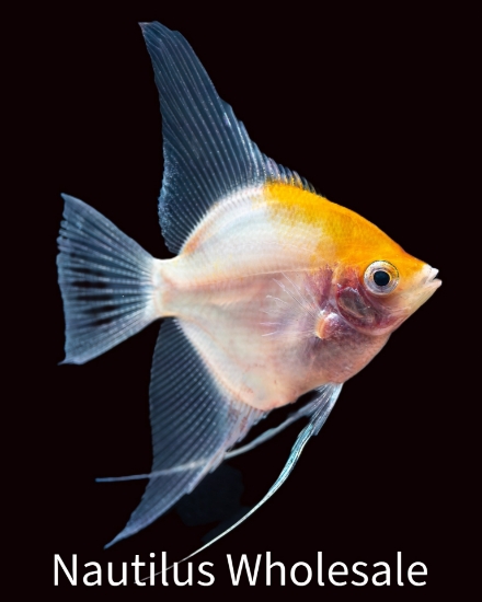 Picture of ANGEL: PHANTOM LG  *ON SPECIAL*