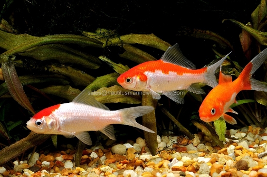 Picture of GOLDFISH: SARASSA COMET 2" *ON SPECIAL*