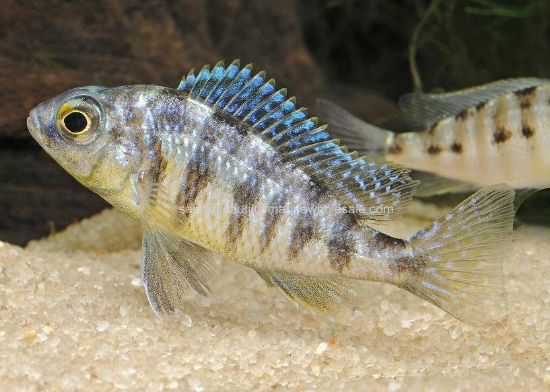 Picture of AFRICAN: HAP STEVENI TAIWAN REEF REG *ON SPECIAL*