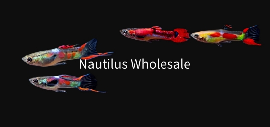 Picture of GUPPY: ASST ENDLER MALE *20 COUNT FREE FISH*