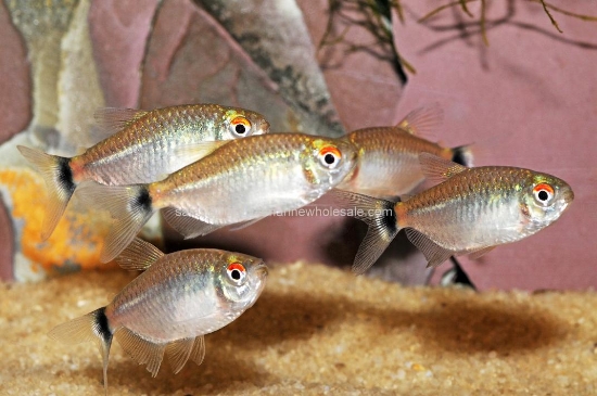 Picture of TETRA: RED EYE *35 COUNT FREE FISH*
