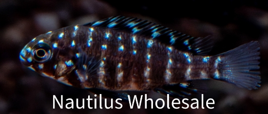 Picture of TANGAN: T. DUBOISI *ON SPECIAL*