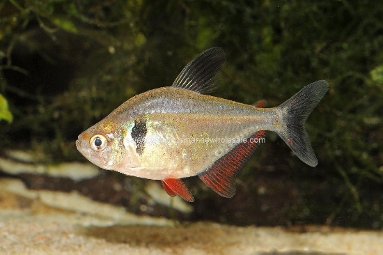 Picture of TETRA: BLACK PHANTOM (IMPORT) *20 COUNT FREE FISH*