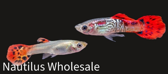 Picture of GUPPY: RED COBRA MALE *ON SPECIAL*