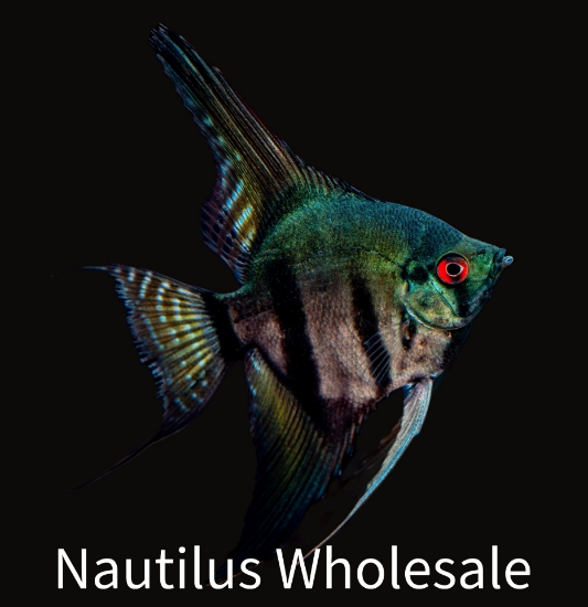 Picture of ANGEL: BLACK MD *ON SPECIAL* 