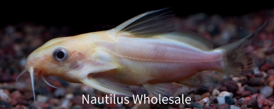 Picture of CAT: SYNO NIGRITA GOLD 2" *ON SPECIAL*