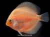 Picture of DISCUS: ASST 2-2.5"