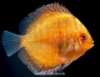 Picture of DISCUS: ASST 2-2.5"
