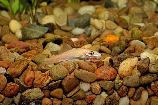 Picture of MISC: ALGAE EATER GOLD (FL BRED) *17 COUNT FREE FISH*
