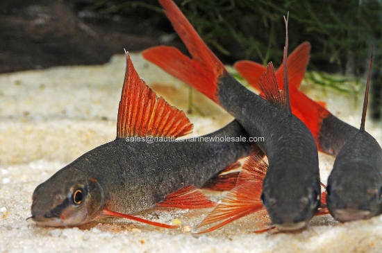 Picture of SHARK: RAINBOW 1.5" *18 COUNT FREE FISH*
