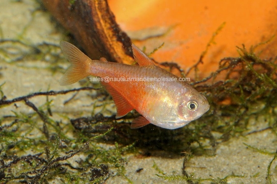 Picture of TETRA: VON RIO ORANGE *20 COUNT FREE FISH*