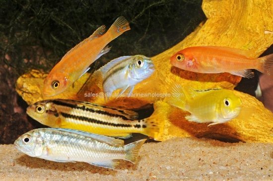 Picture of AFRICAN: MBUNA ASSORTED 1.25" *15 COUNT FREE FISH*