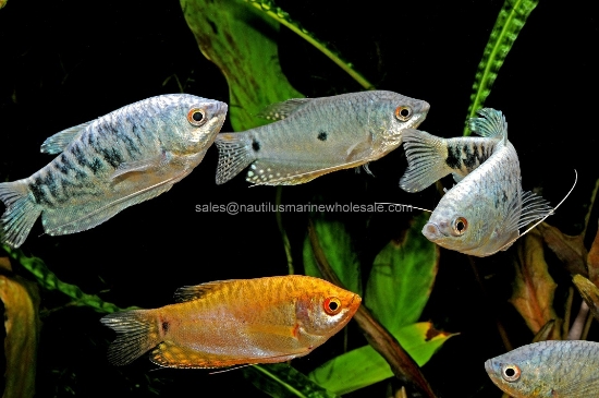 Picture of GOURAMI: ASSORTED LG *10 COUNT FREE FISH*