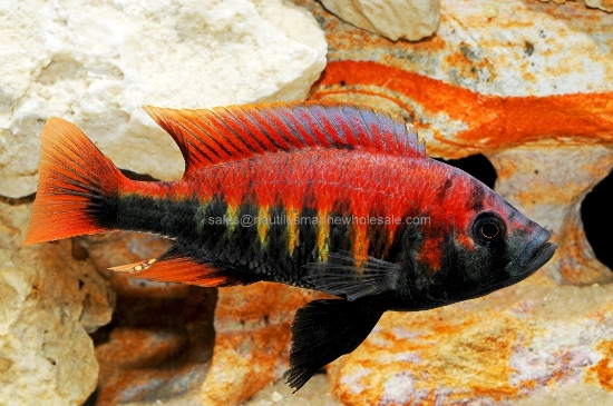 Picture of AFRICAN: HAP PUNDO. NYEREREI RED MD  *2 COUNT FREE FISH*