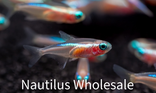 Picture of TETRA: NEON GOLD (FL) *16 COUNT FREE FISH*