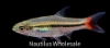 Picture of RASBORA: BRILLIANT *38 COUNT FREE FISH*