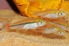 Picture of RASBORA: BRILLIANT *38 COUNT FREE FISH*