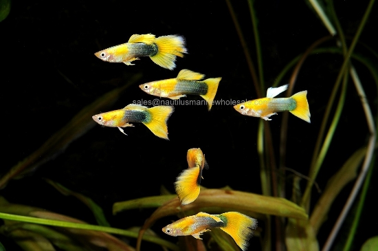 Picture of GUPPY: YELLOW TUX MALE *ON SPECIAL*
