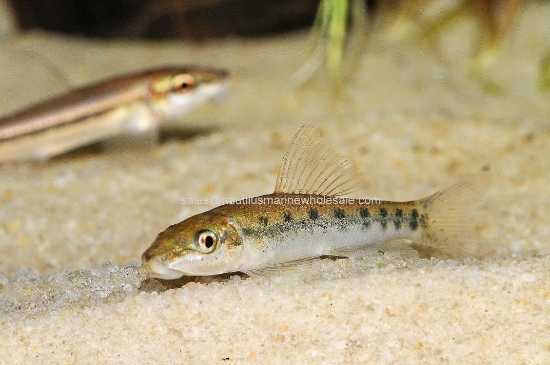 Picture of MISC: ALGAE EATER (FL BRED) *24 COUNT FREE FISH*