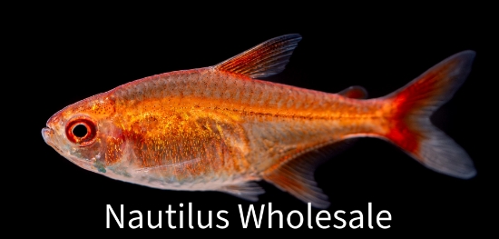 Picture of TETRA: EMBER *20 COUNT FREE FISH*