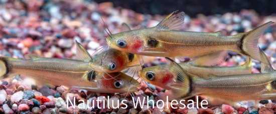 Picture of CAT: BURMESE SUN *6 COUNT FREE FISH*
