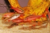 Picture of BARB: CHERRY  *25 COUNT FREE FISH*