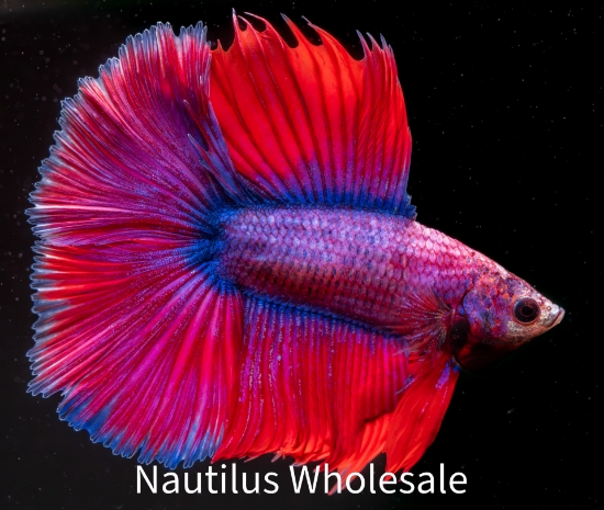 Picture of BETTA: DOUBLE TAIL HALF MOON MALE *ON SPECIAL*
