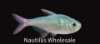Picture of TETRA: COLOMBIAN *20 COUNT FREE FISH*