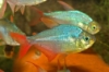 Picture of TETRA: COLOMBIAN *20 COUNT FREE FISH*