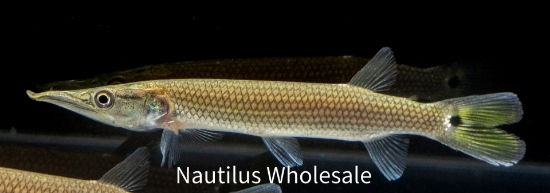 Picture of MISC: GAR ROCKET HUJETA *ON SPECIAL* (NO TX, CA, MS )