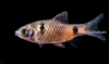 Picture of BARB: ODESSA *18 COUNT FREE FISH*